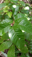 Alectryon excelsus excelsus