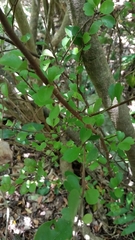 Myrsine aquilonia
