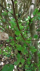 Myrsine aquilonia