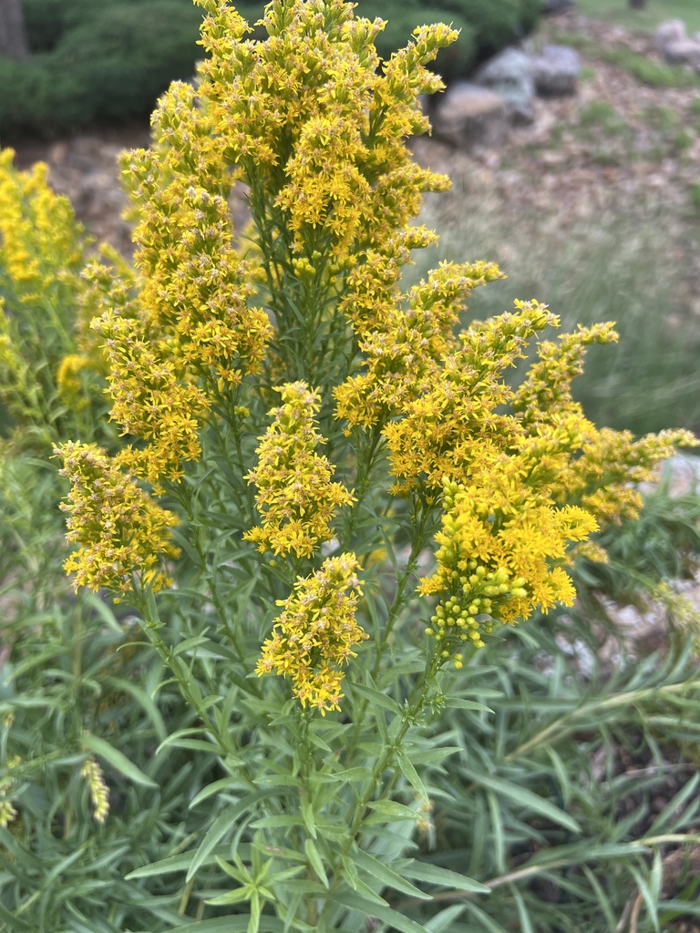 Missouri goldenrod from University of Central Oklahoma, Edmond, OK, US ...