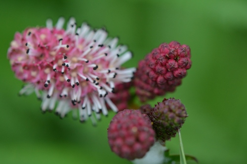 Siberian Burnet