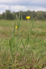 Tragopogon podolicus