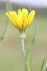 Tragopogon podolicus