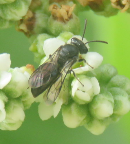 Hylaeus difficilis, 2019-02-03