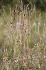 Centaurea pseudomaculosa