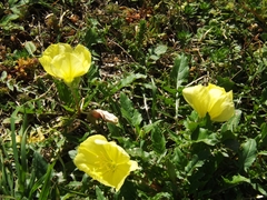 Oenothera triloba