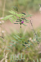 Vicia sativa nigra