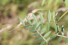 Vicia sativa nigra