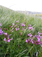 Astragalus ceratoides