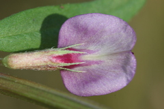 Vicia sativa nigra
