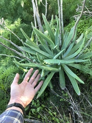 Dudleya virens insularis