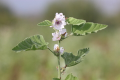Althaea officinalis