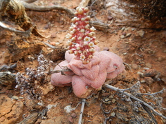 Crassula hemisphaerica