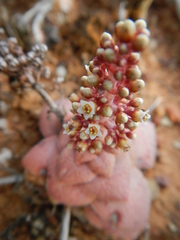 Crassula hemisphaerica