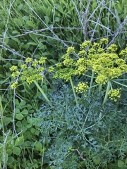 Lomatium insulare