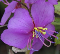Dissotis princeps