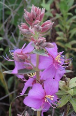 Dissotis princeps
