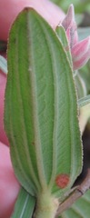 Dissotis princeps