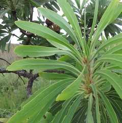 Protea caffra falcata