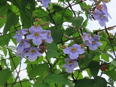 Thunbergia laurifolia image