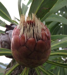 Protea caffra falcata
