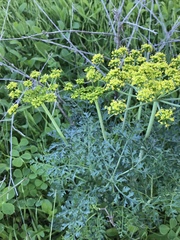 Lomatium insulare