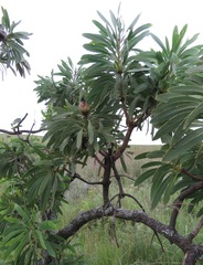 Protea caffra falcata