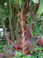 Heliconia vellerigera image