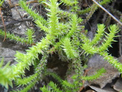 Crassula lanceolata lanceolata