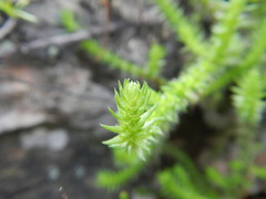 Crassula lanceolata lanceolata