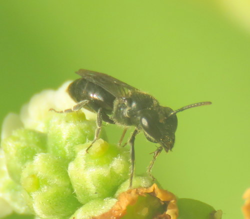 Hylaeus difficilis, 2019-02-03
