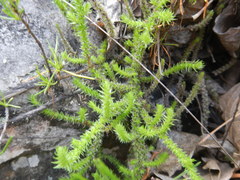 Crassula lanceolata lanceolata