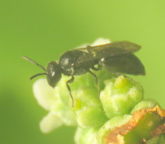 Hylaeus difficilis