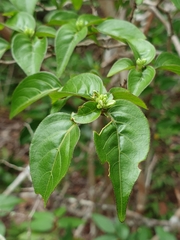 Oplonia