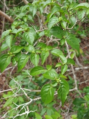 Oplonia