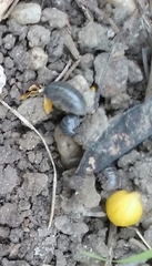 Armadillidium vulgare