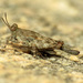 Aztec Pygmy Grasshopper - Photo (c) Katja Schulz, some rights reserved (CC BY)