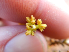 Crassula muricata