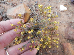 Crassula muricata