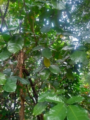 Sterculia monosperma