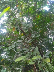 Sterculia monosperma