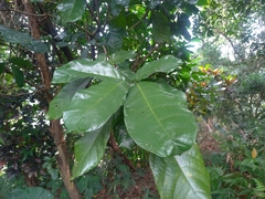 Sterculia monosperma