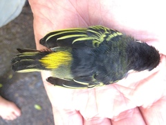 Pogoniulus bilineatus