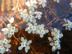 Crassula natans natans