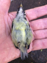 Pogoniulus bilineatus