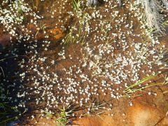 Crassula natans natans