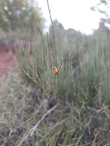 Image of Ephedra nebrodensis by (c) Jorge Íñiguez, some rights reserved (CC BY)