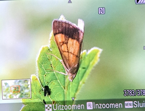 Dark Bordered Pearl, 6522 KV Nijmegen, Nederland, photo 8 of 10