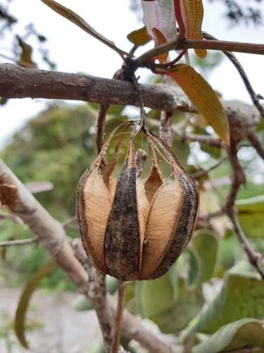 Aristolochia albida