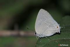 Strephonota tephraeus